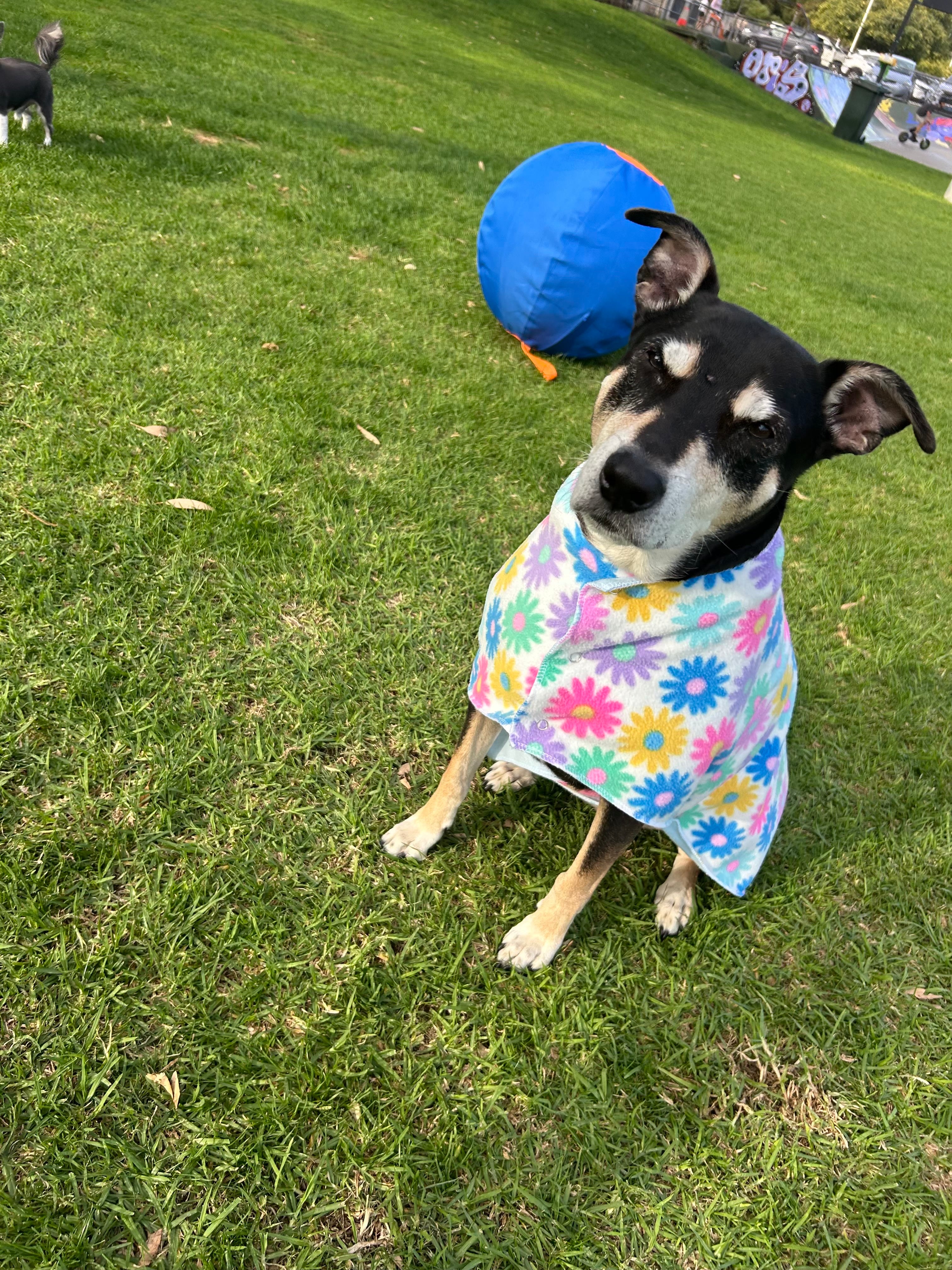 Dog Jumpers - Flower Power