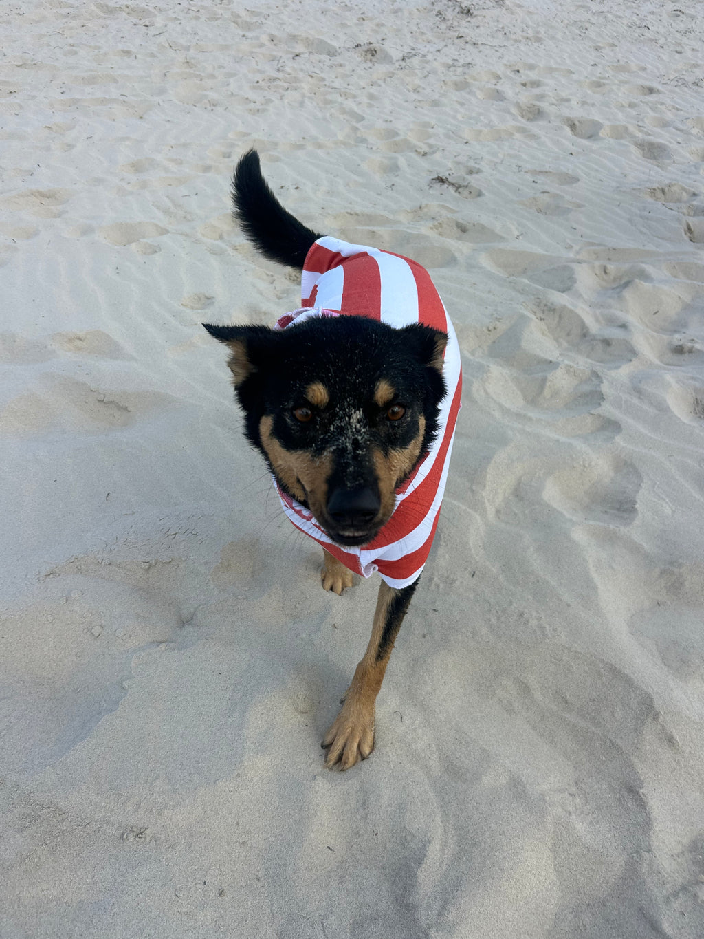 Dog Towel Robe - Orange Striped