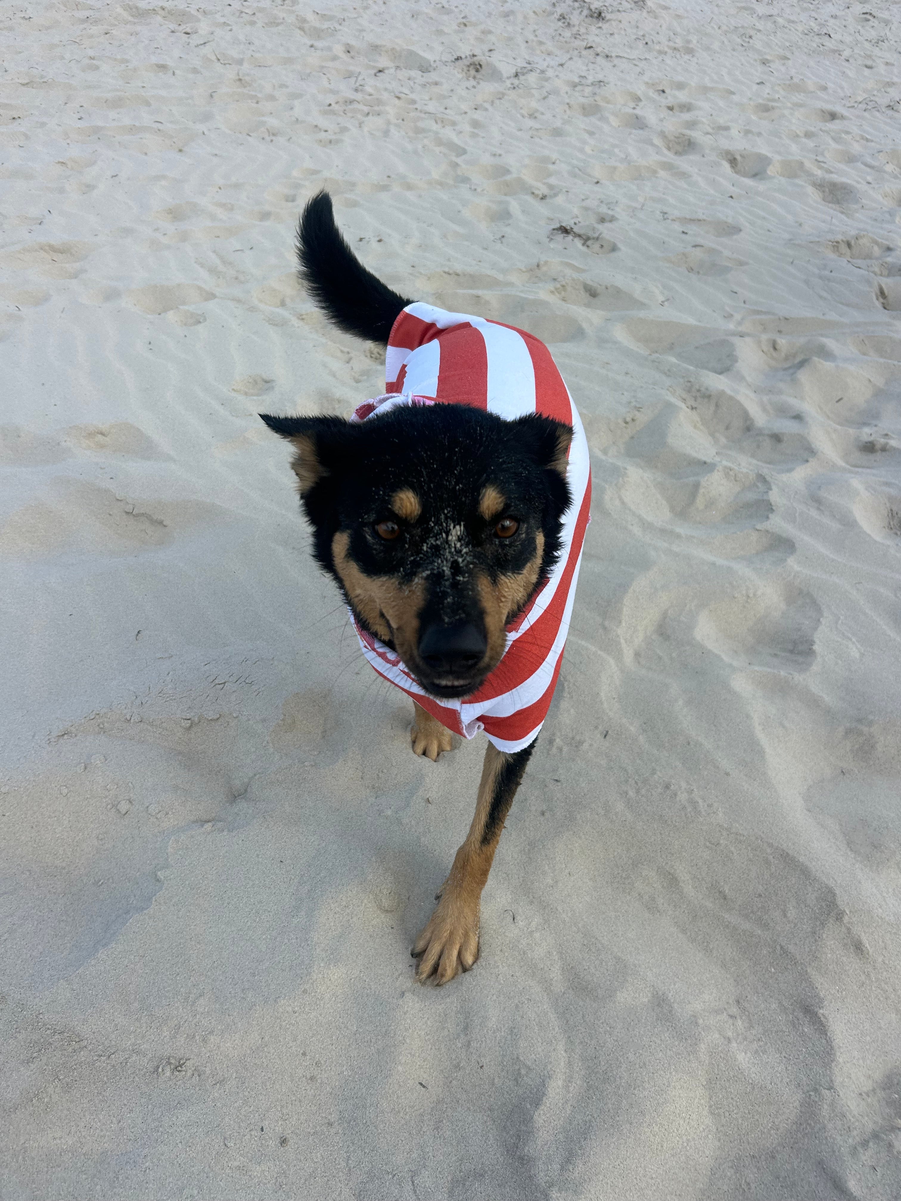 Dog Towel Robe - Orange Striped