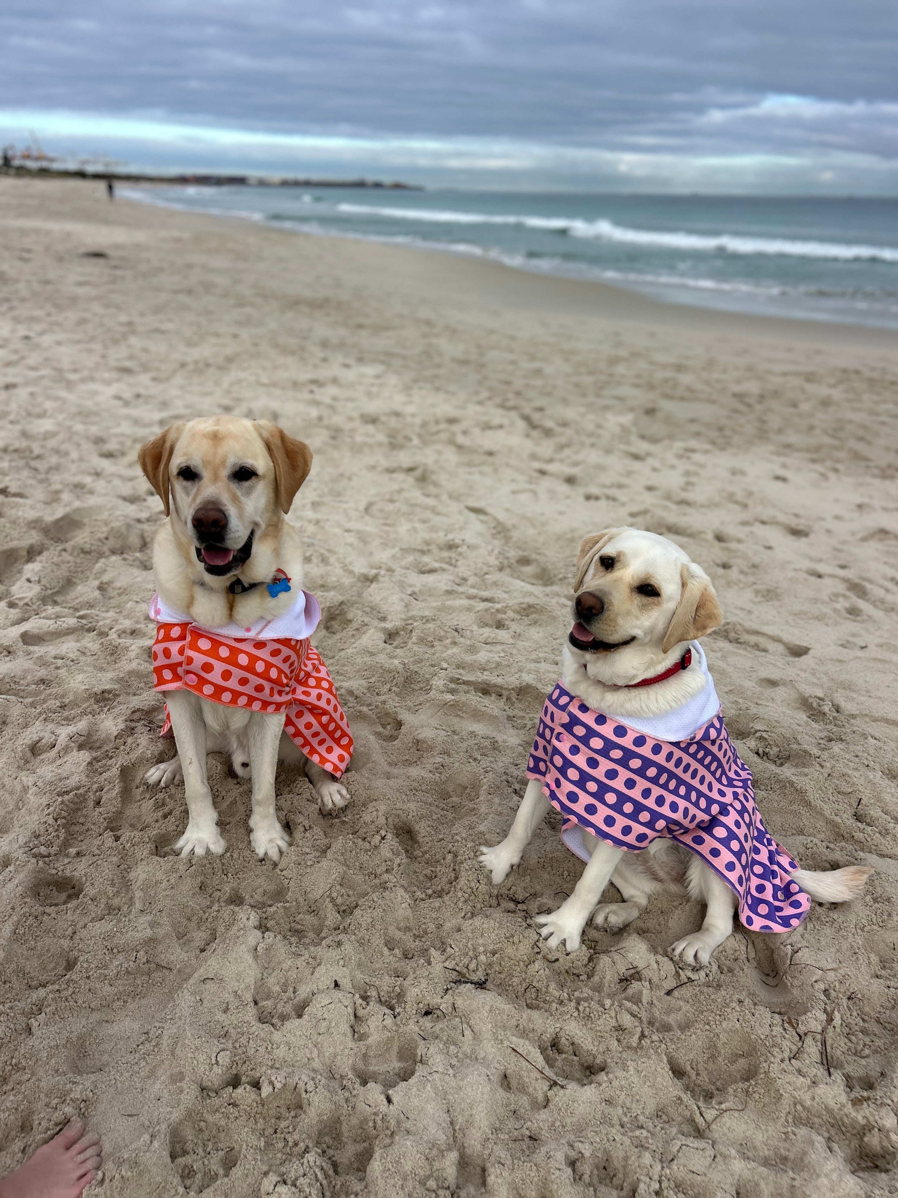 Dog Towel Robe - Purple Spotted Stripes