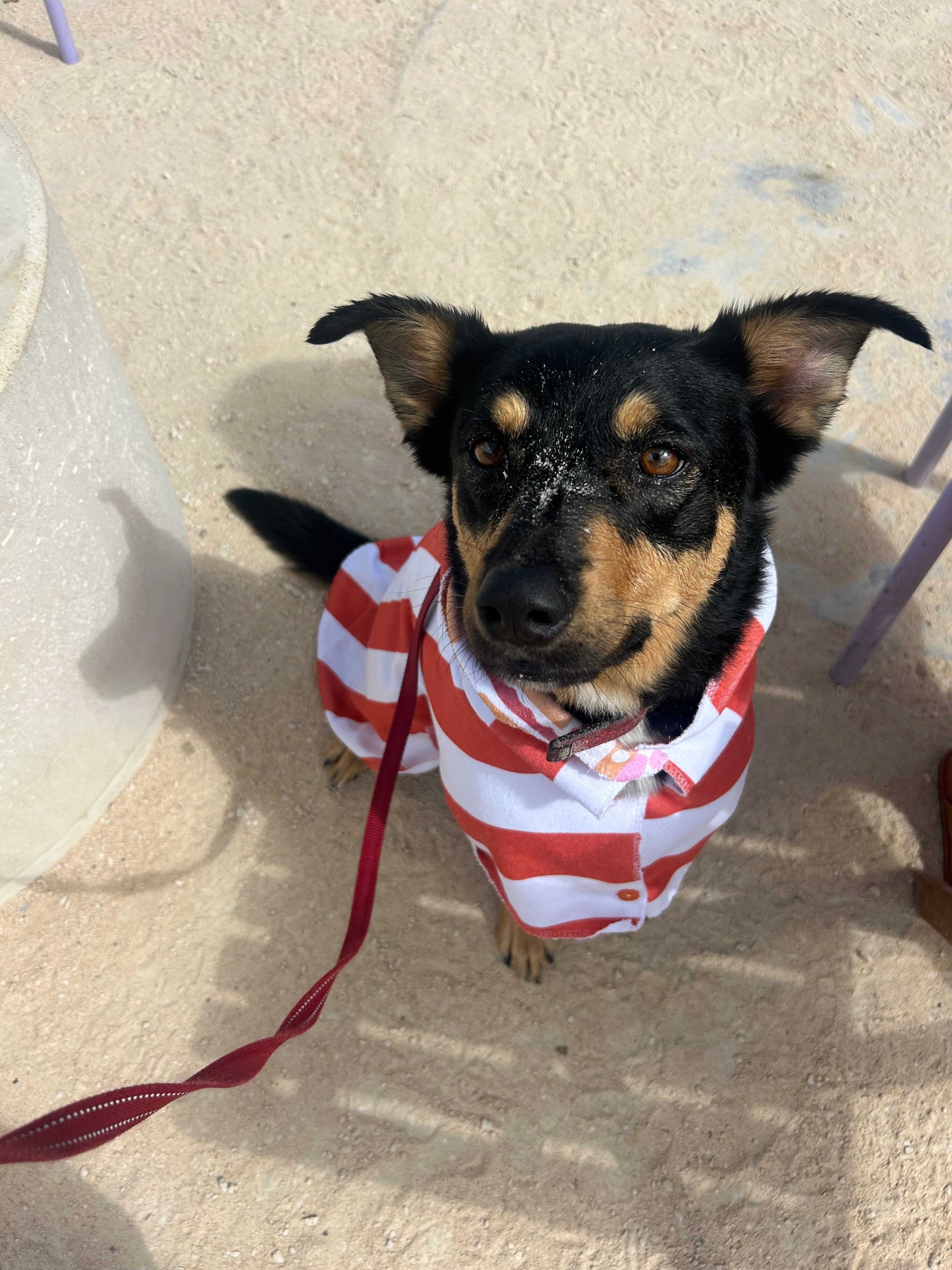 Dog Towel Robe - Orange Striped